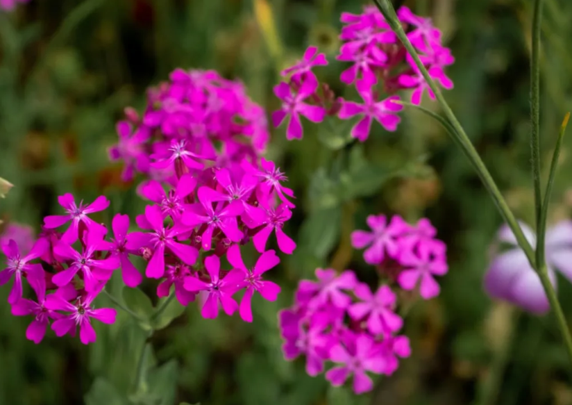 Catch-fly, night-flowering Names of Flowers with Pictures 