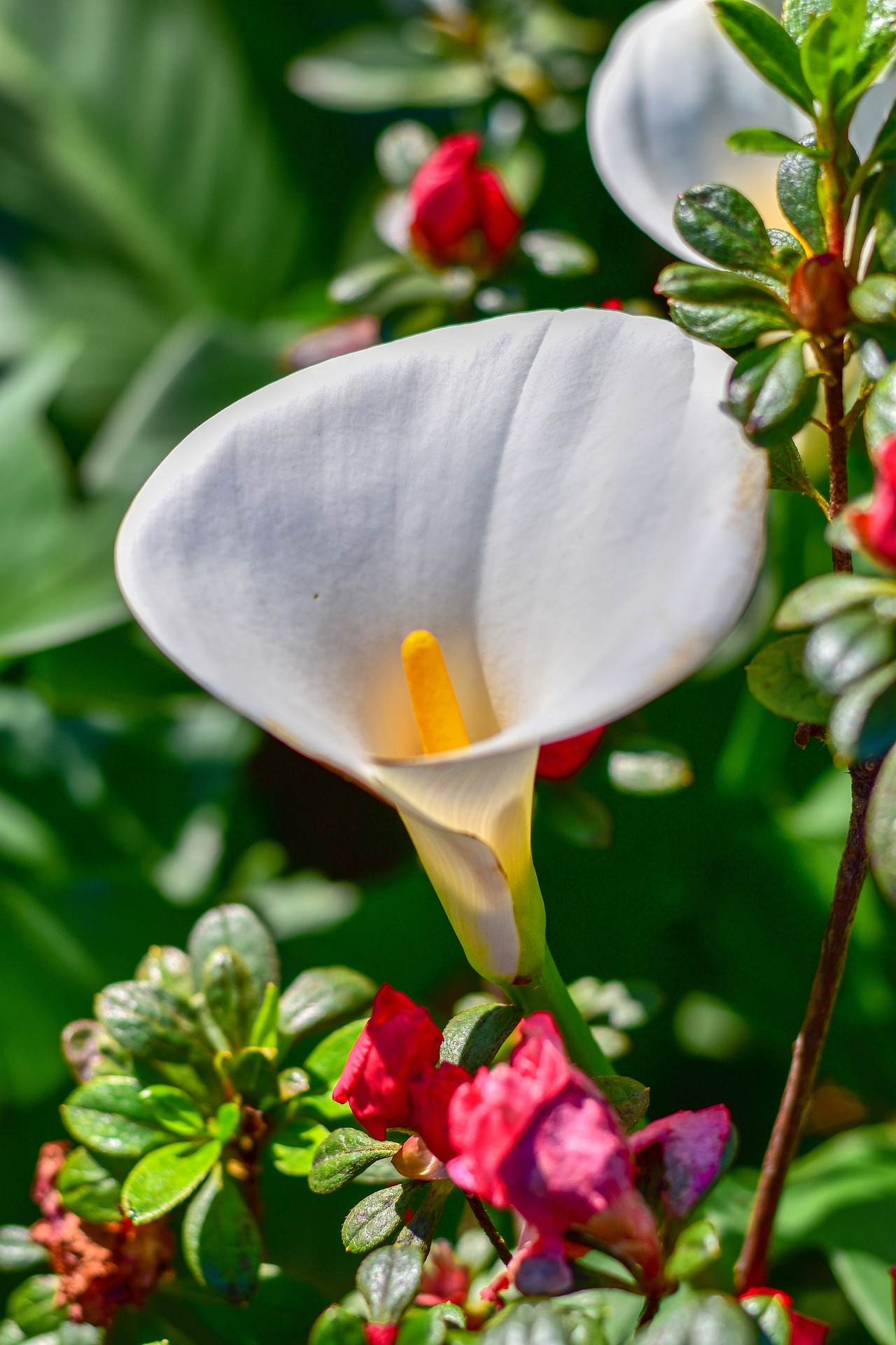 Arum Flower