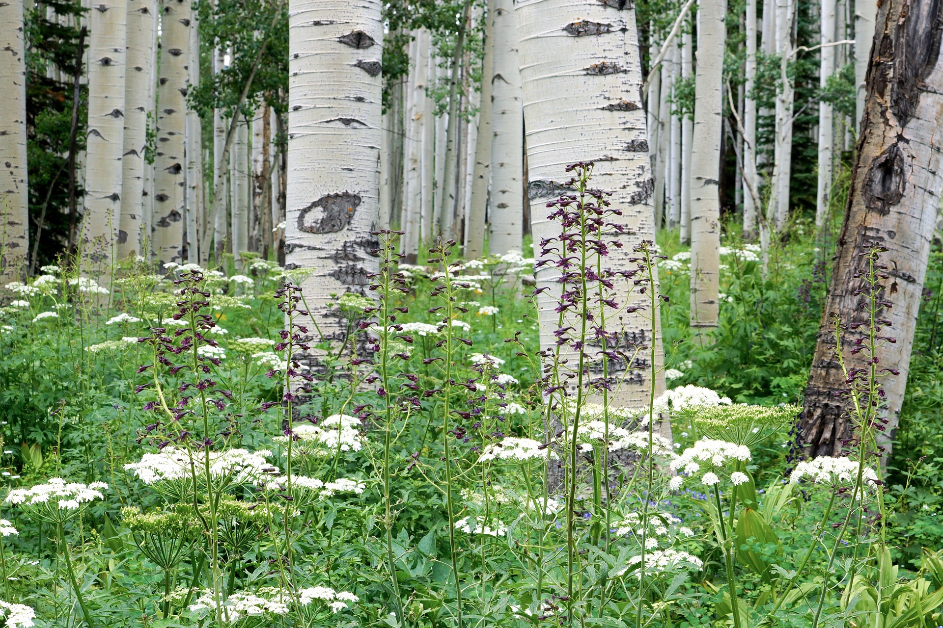 Aspen Flower