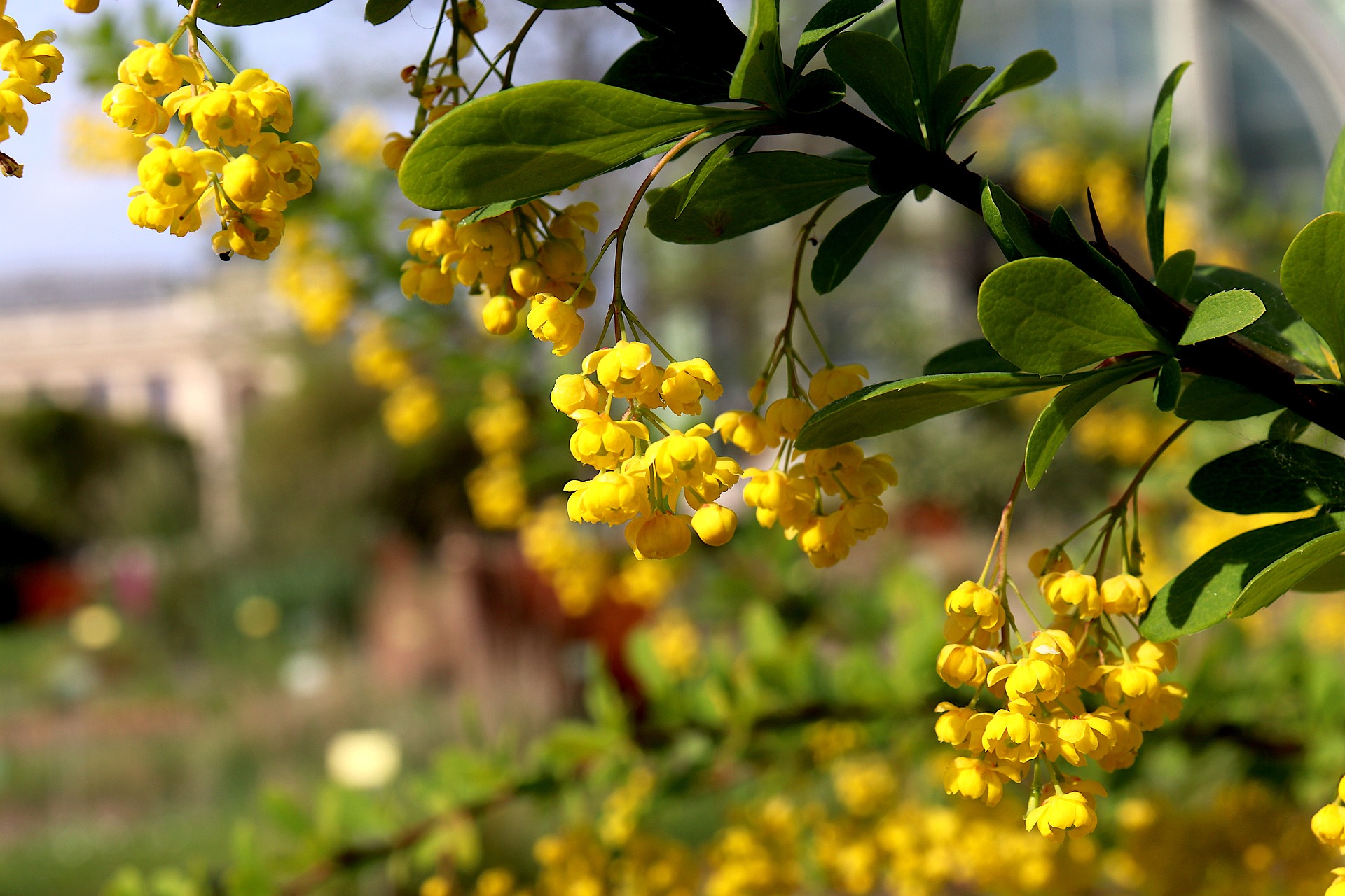 Barberry Flower