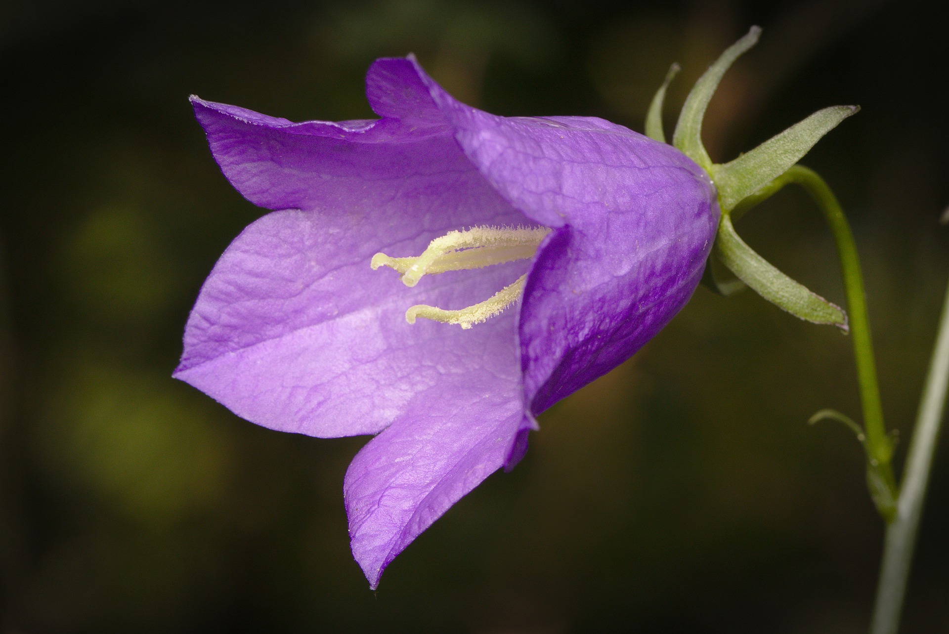 Bell flower