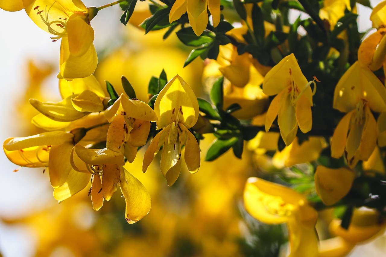 Broom, prickly Flower