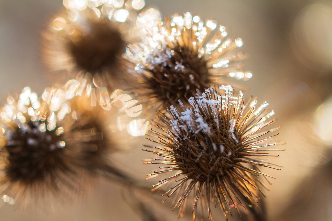 Burdock Flower