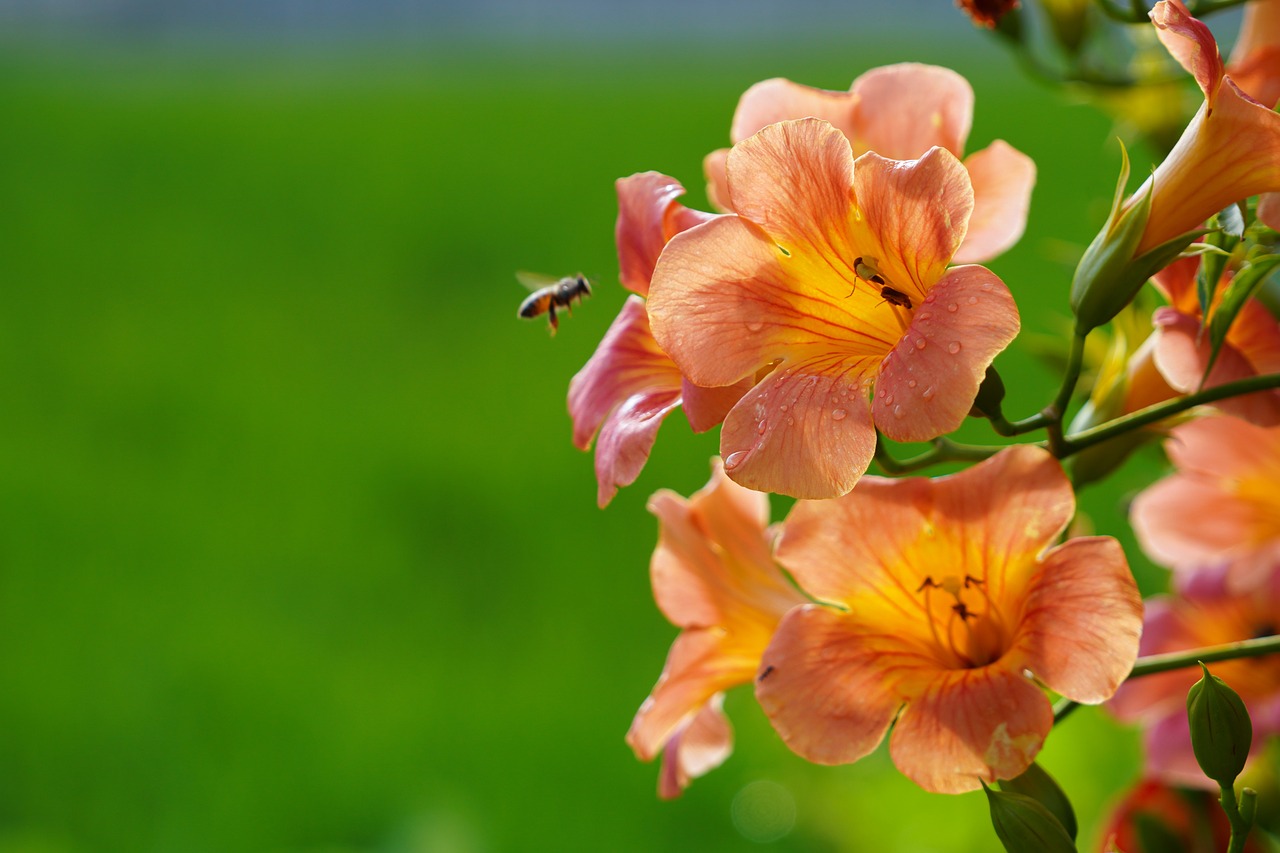 Ash-leaved Trumpet-flower