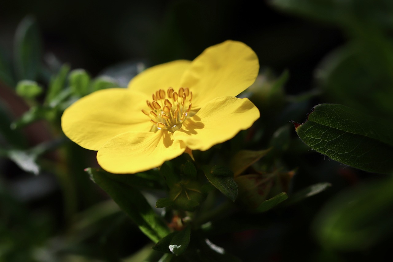 Cinquefoil Names of Flowers with Pictures