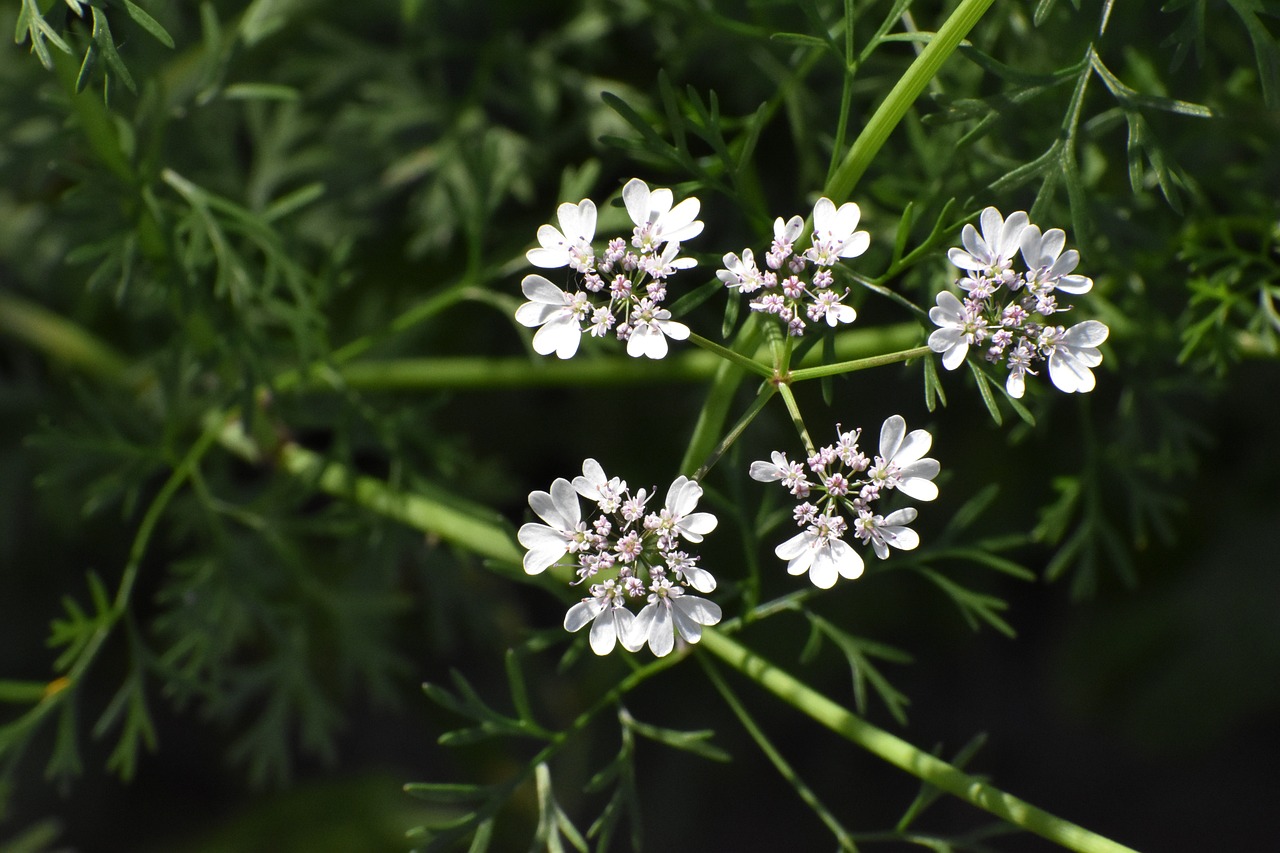 Coriander Names of Flowers with Pictures