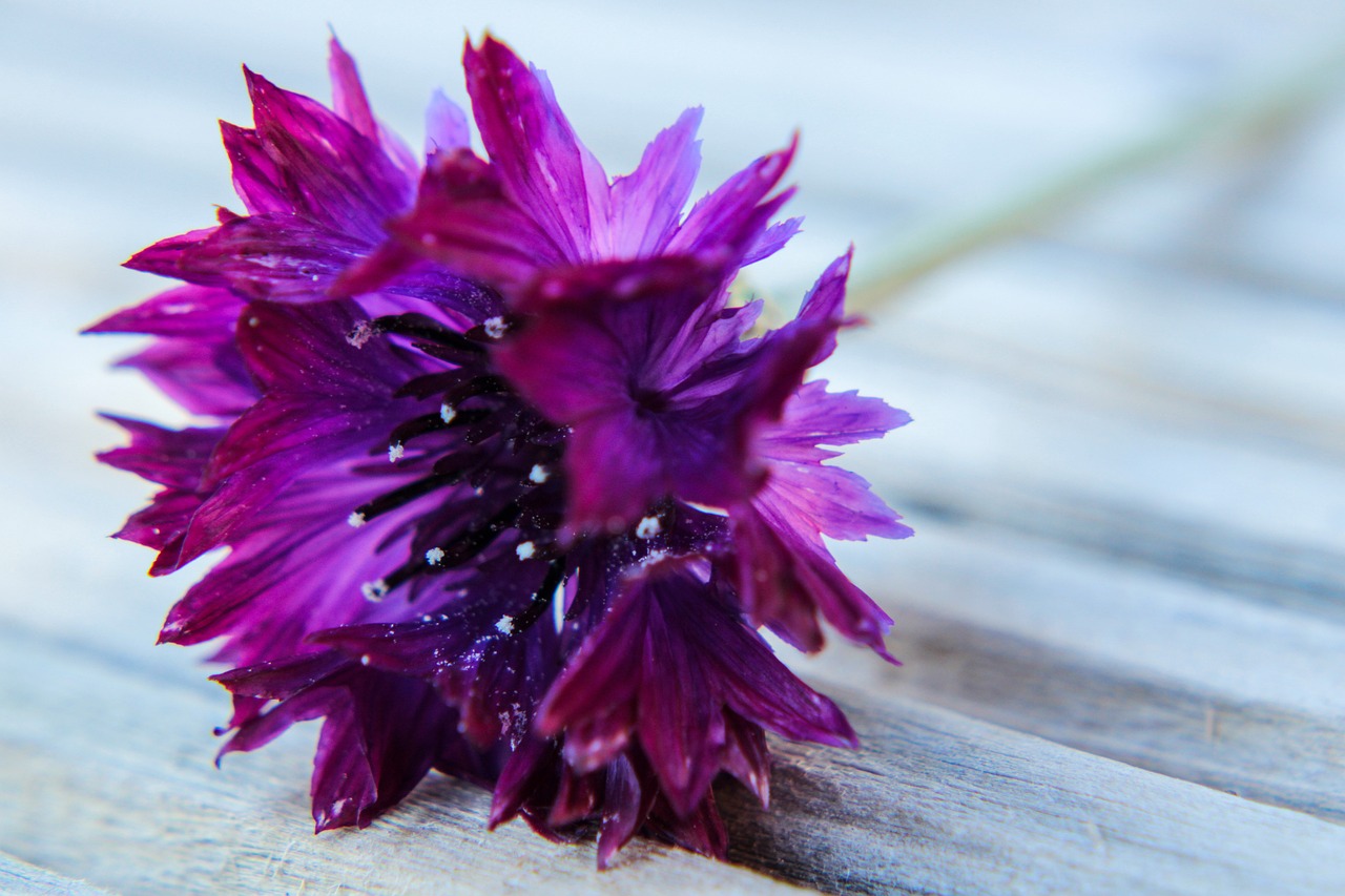 Bluebottle Flower