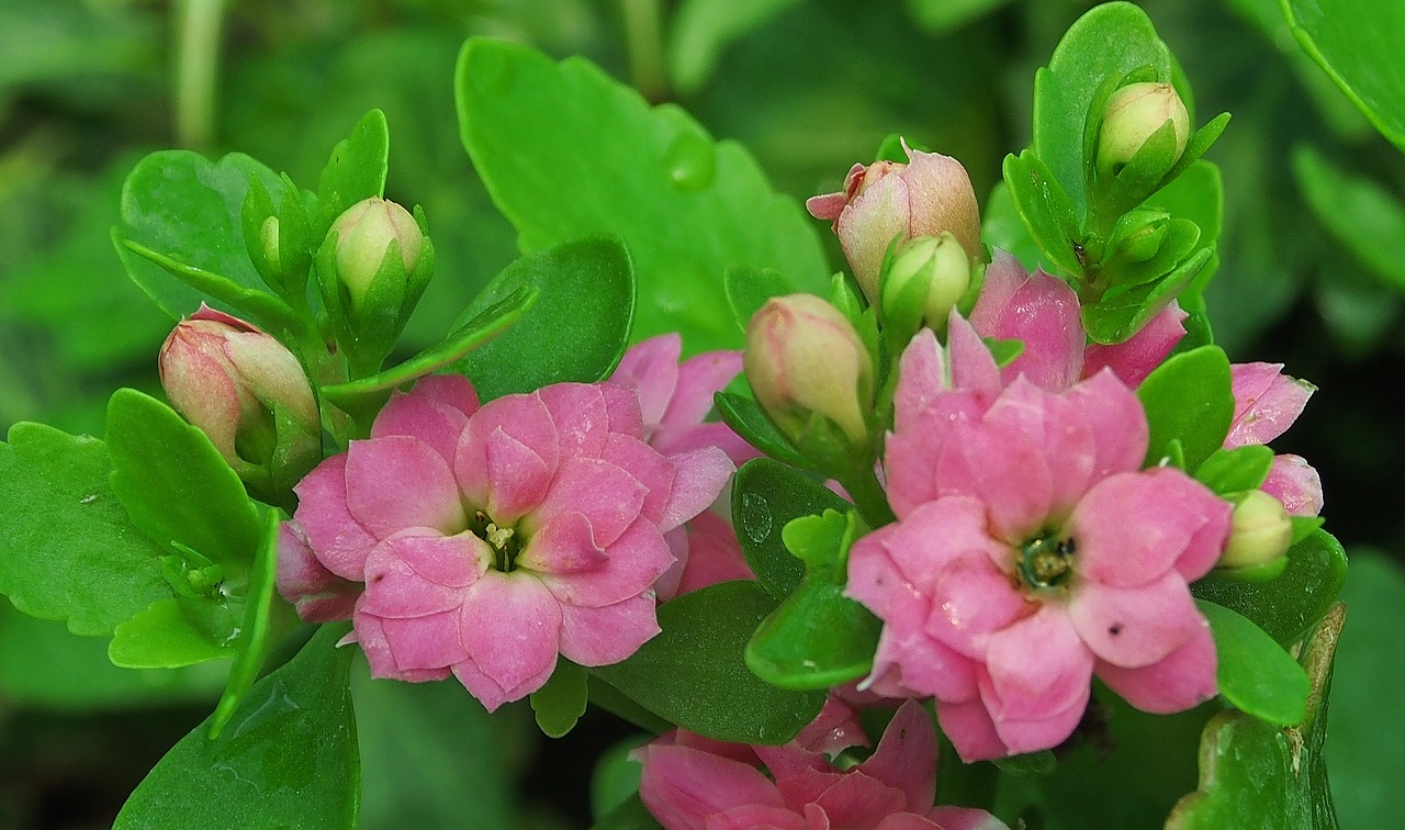 Kalanchoe Care