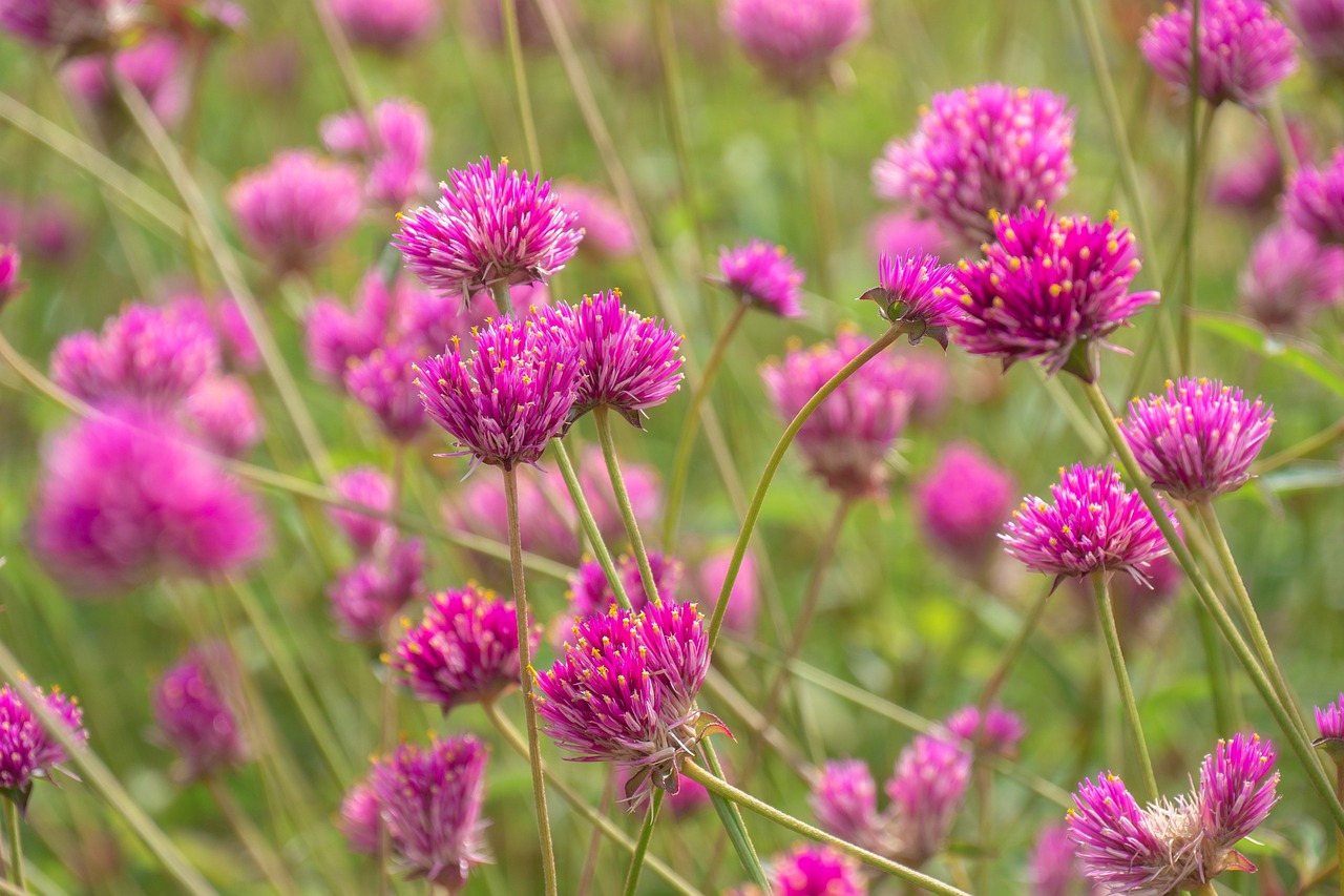 Amaranth Flower