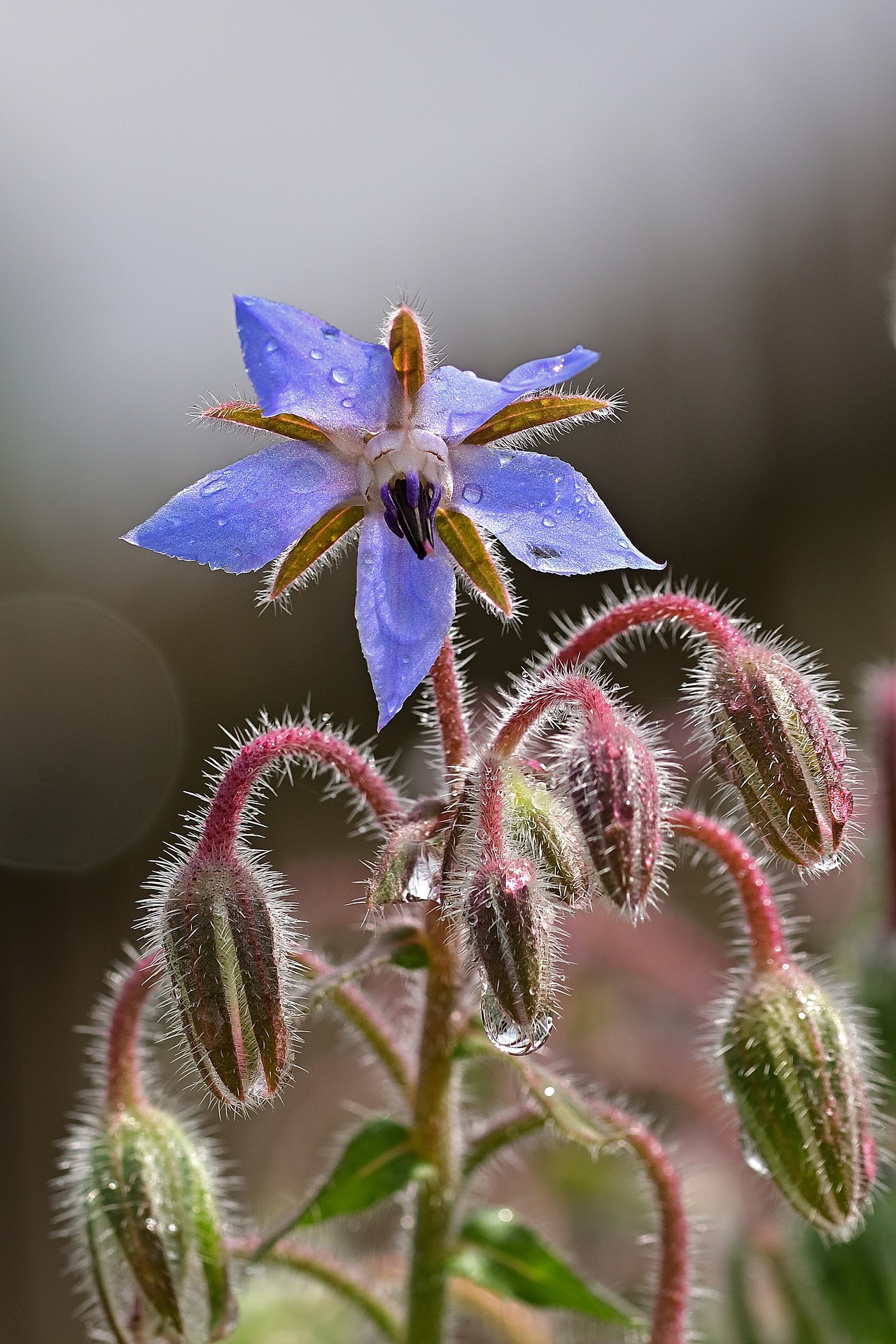 Borage Flower