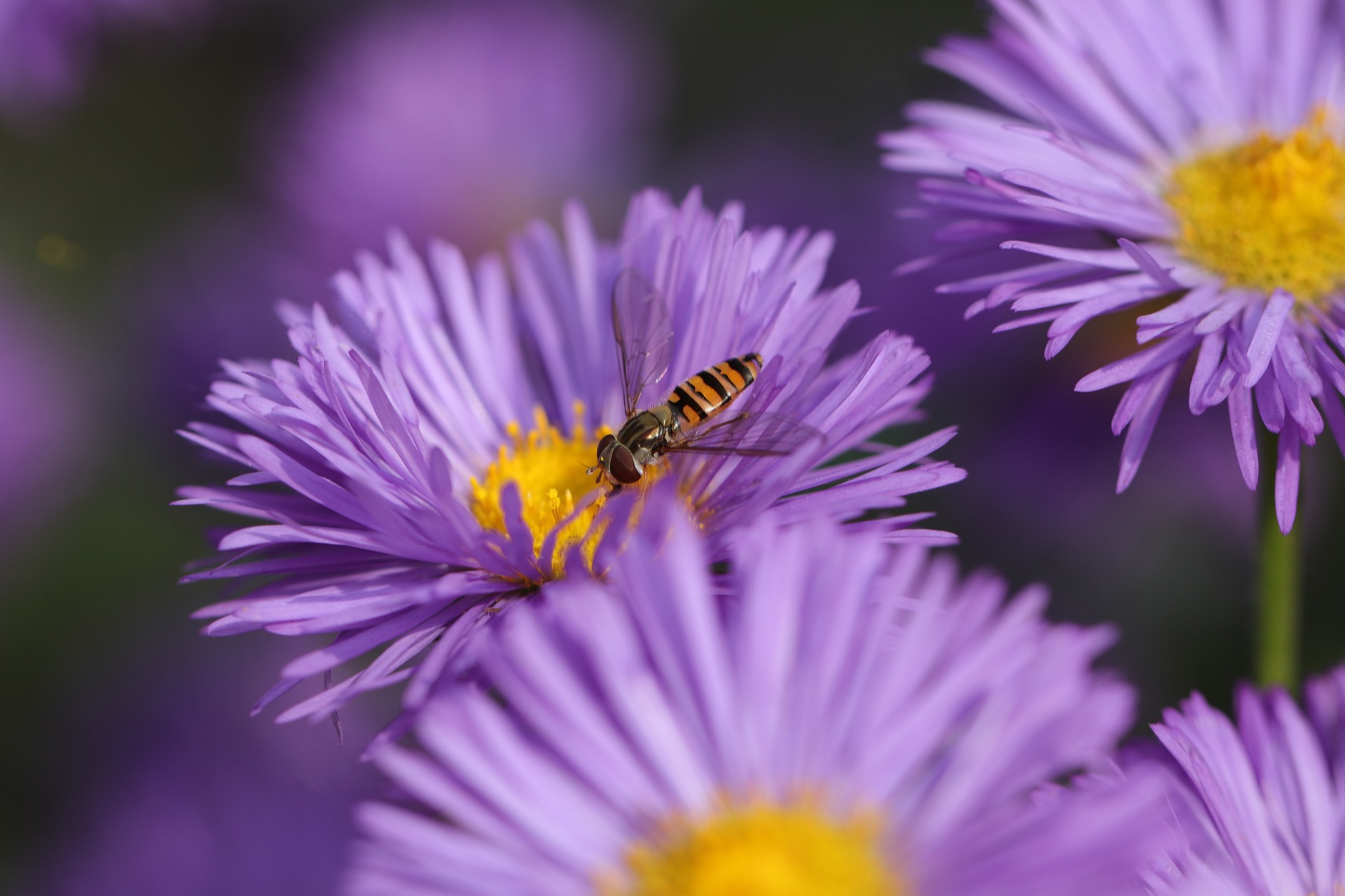 Aster, China