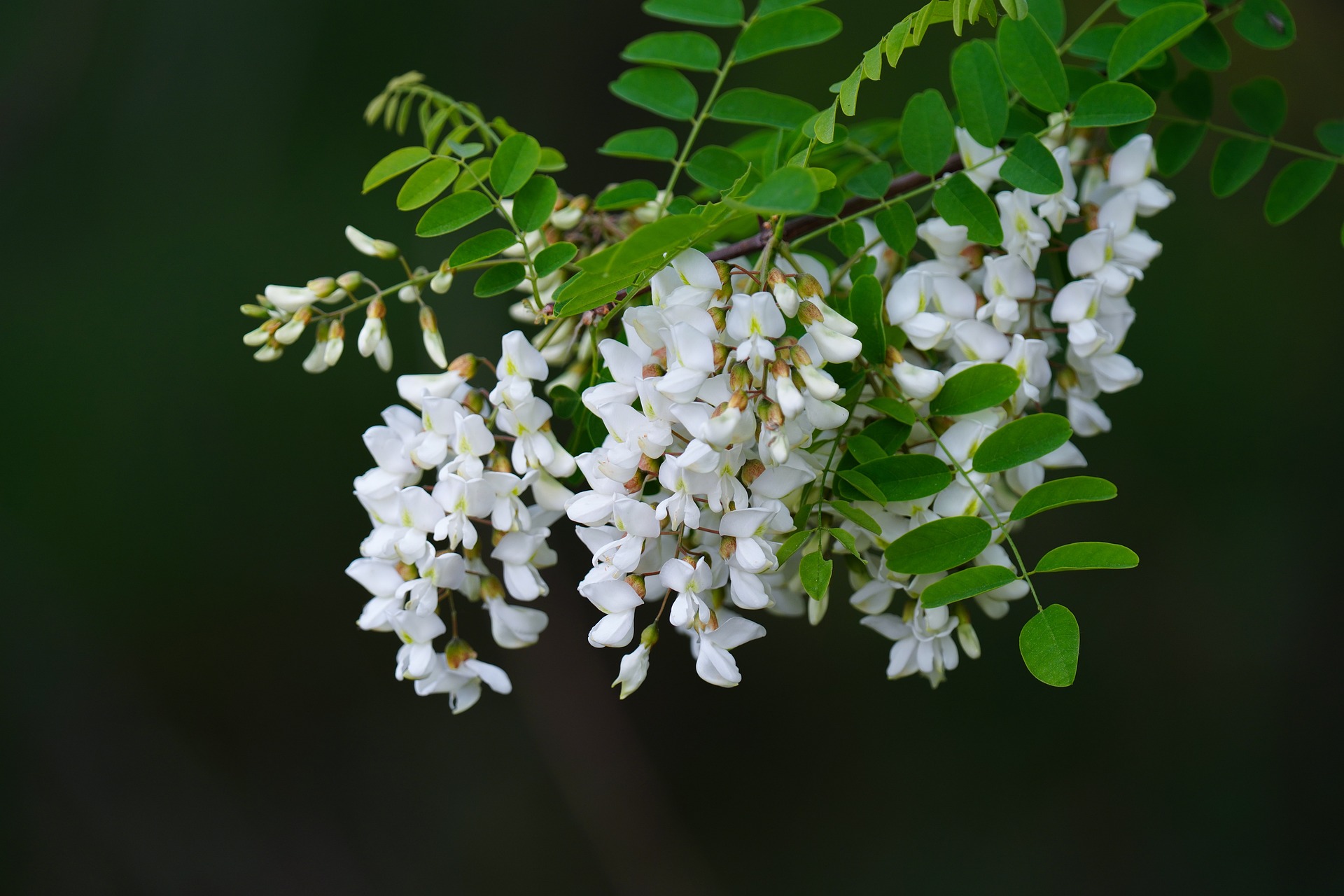 Acacia Flower