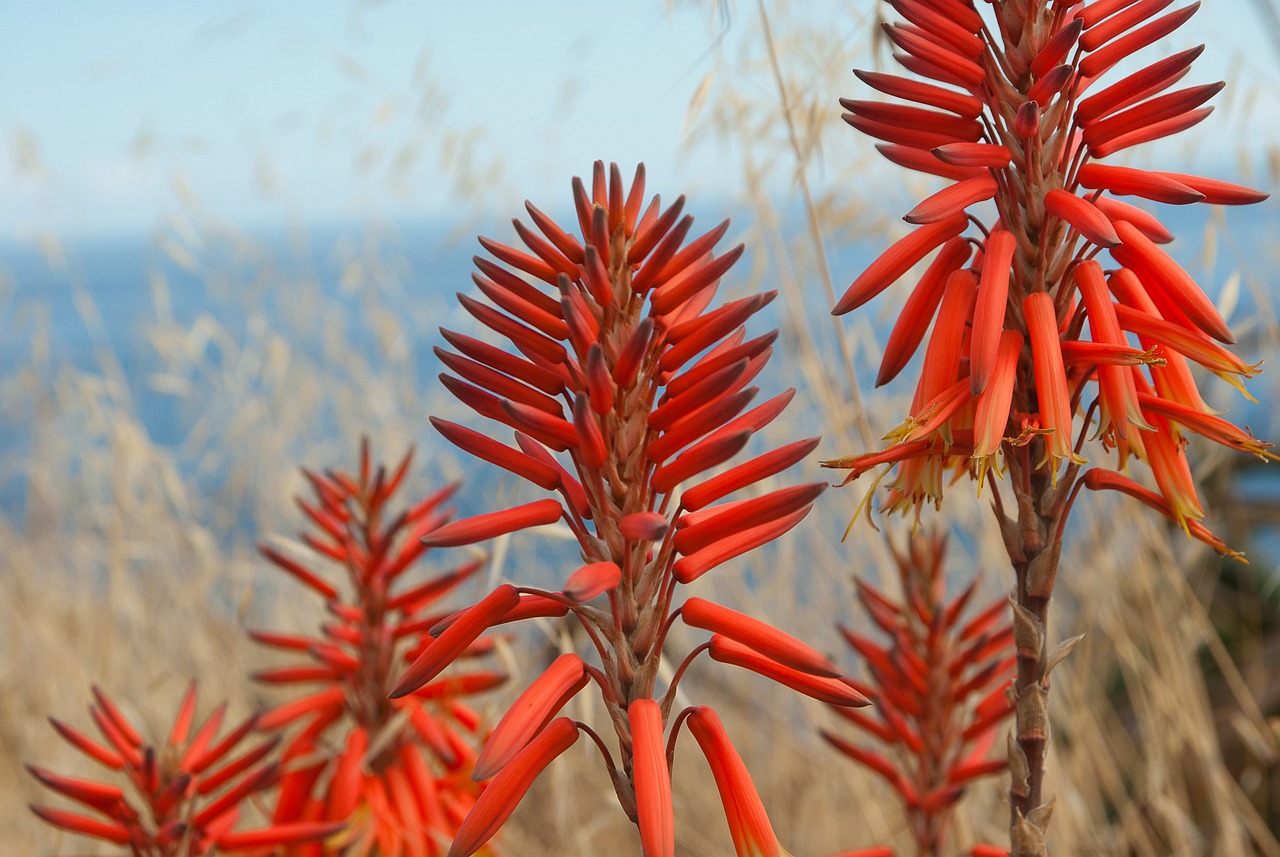 Aloe, Socotrine Flower