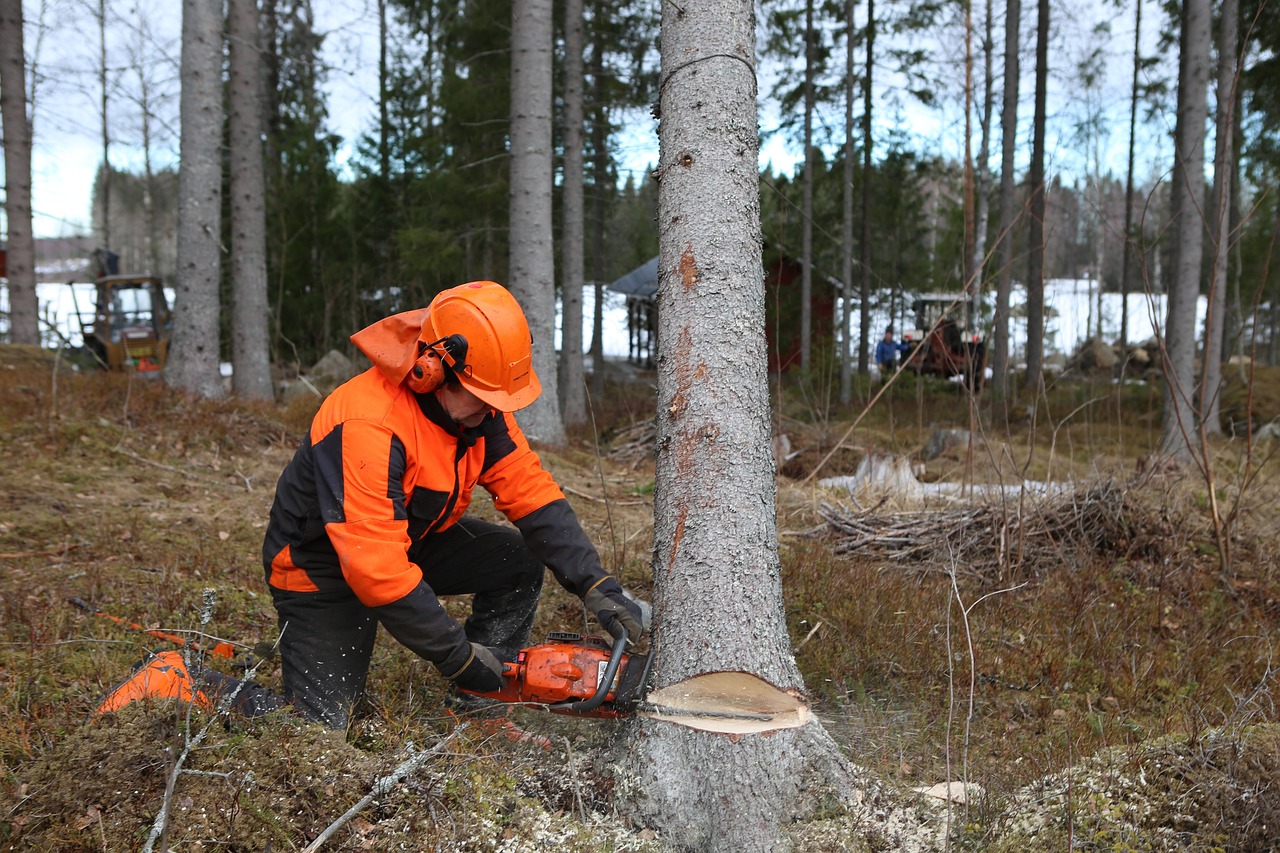 Signs a Tree Needs to be Removed