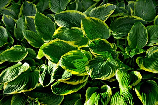 Hostas