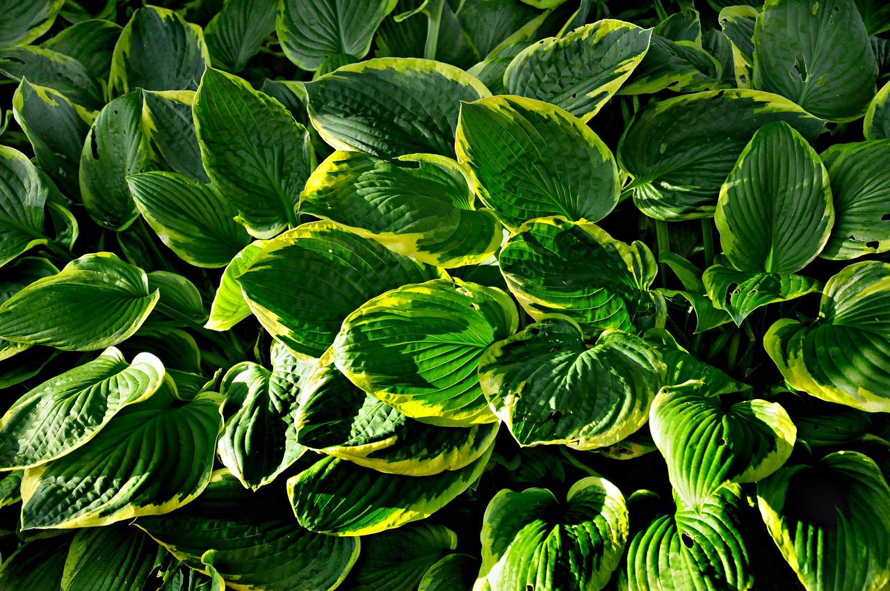 Hostas