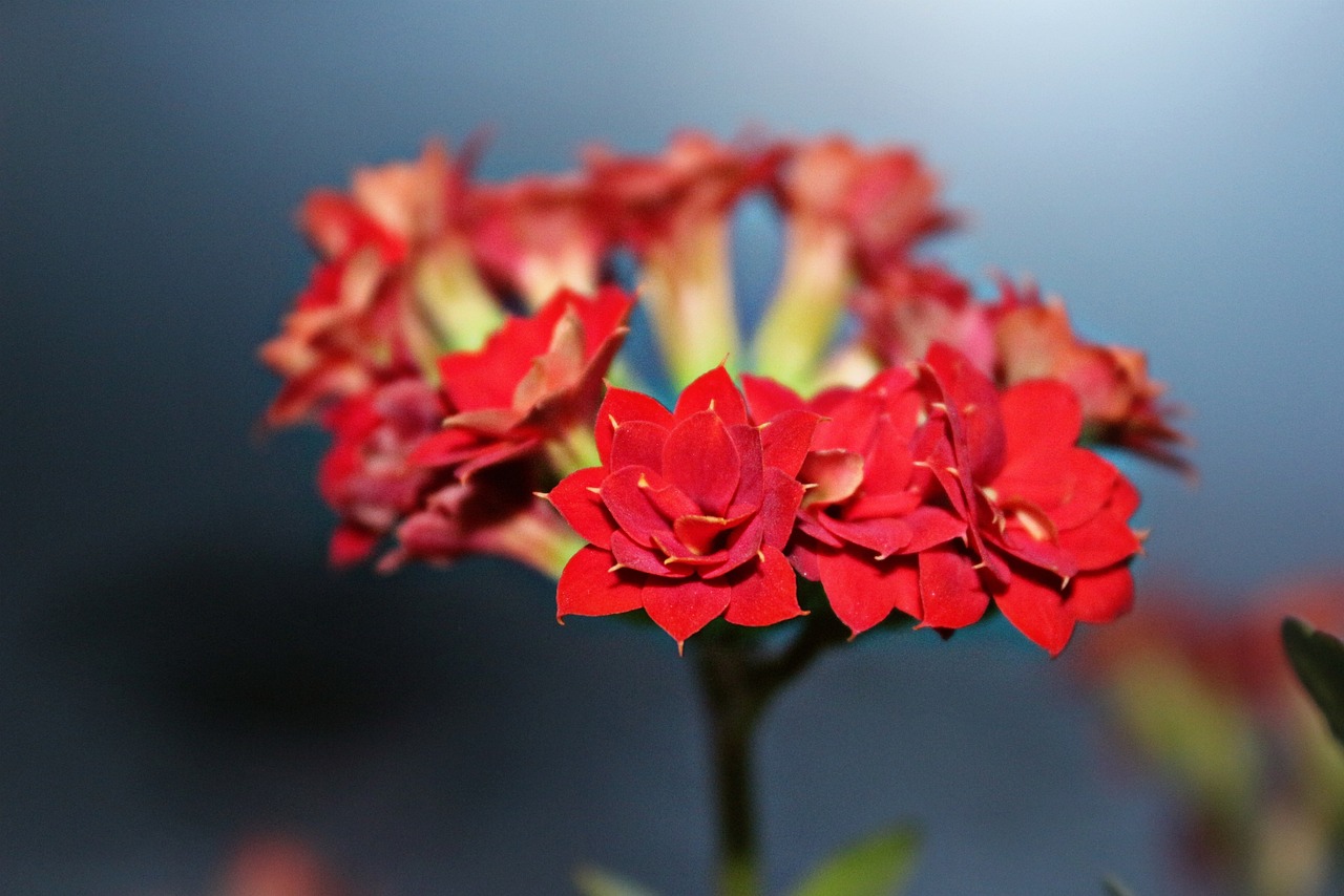 Kalanchoe