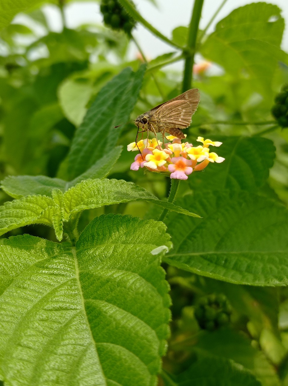 How to Grow and Care for Lantana