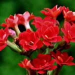 Kalanchoe