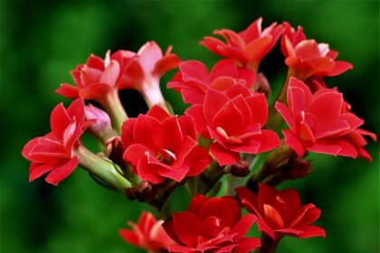 Kalanchoe