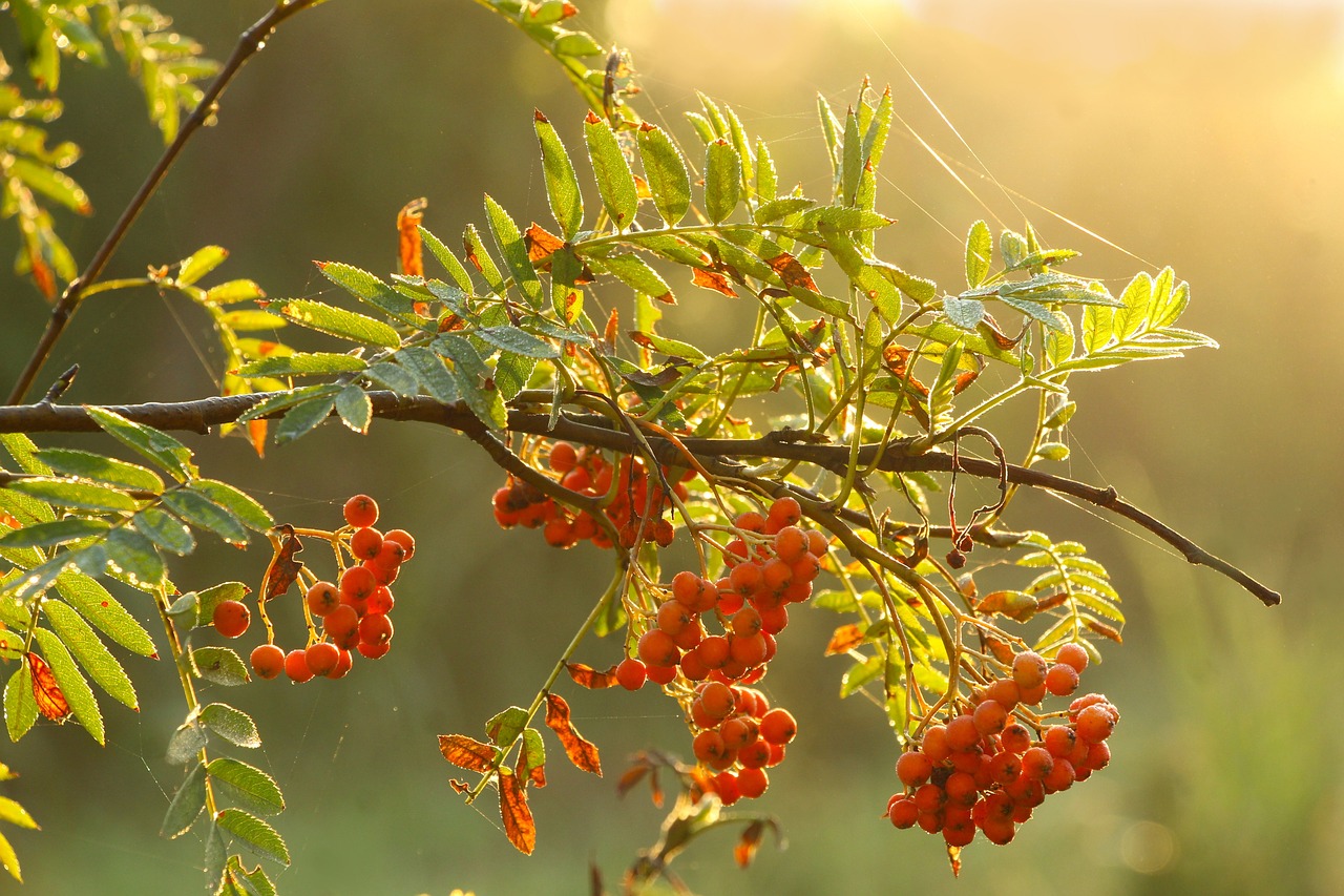 American ash Flower