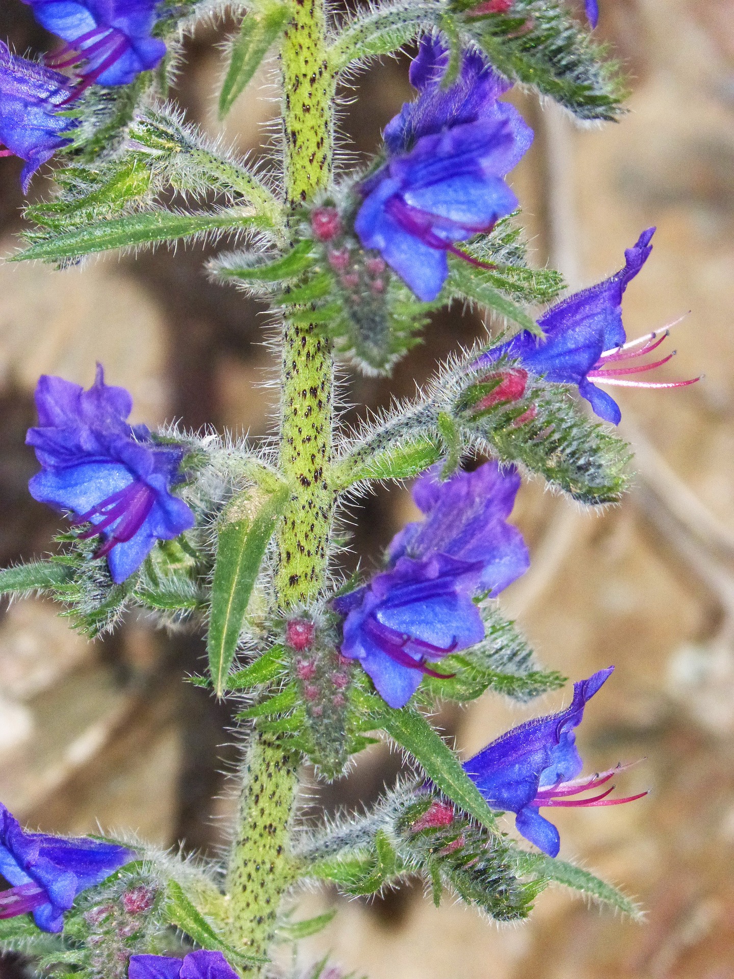 Bugloss Flower