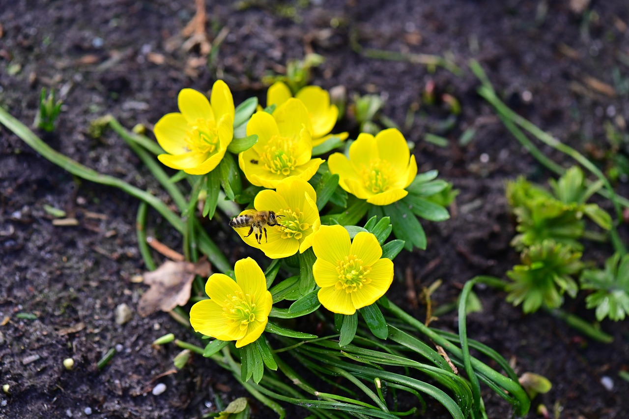 Christmas Aconite Names of Flowers with Pictures